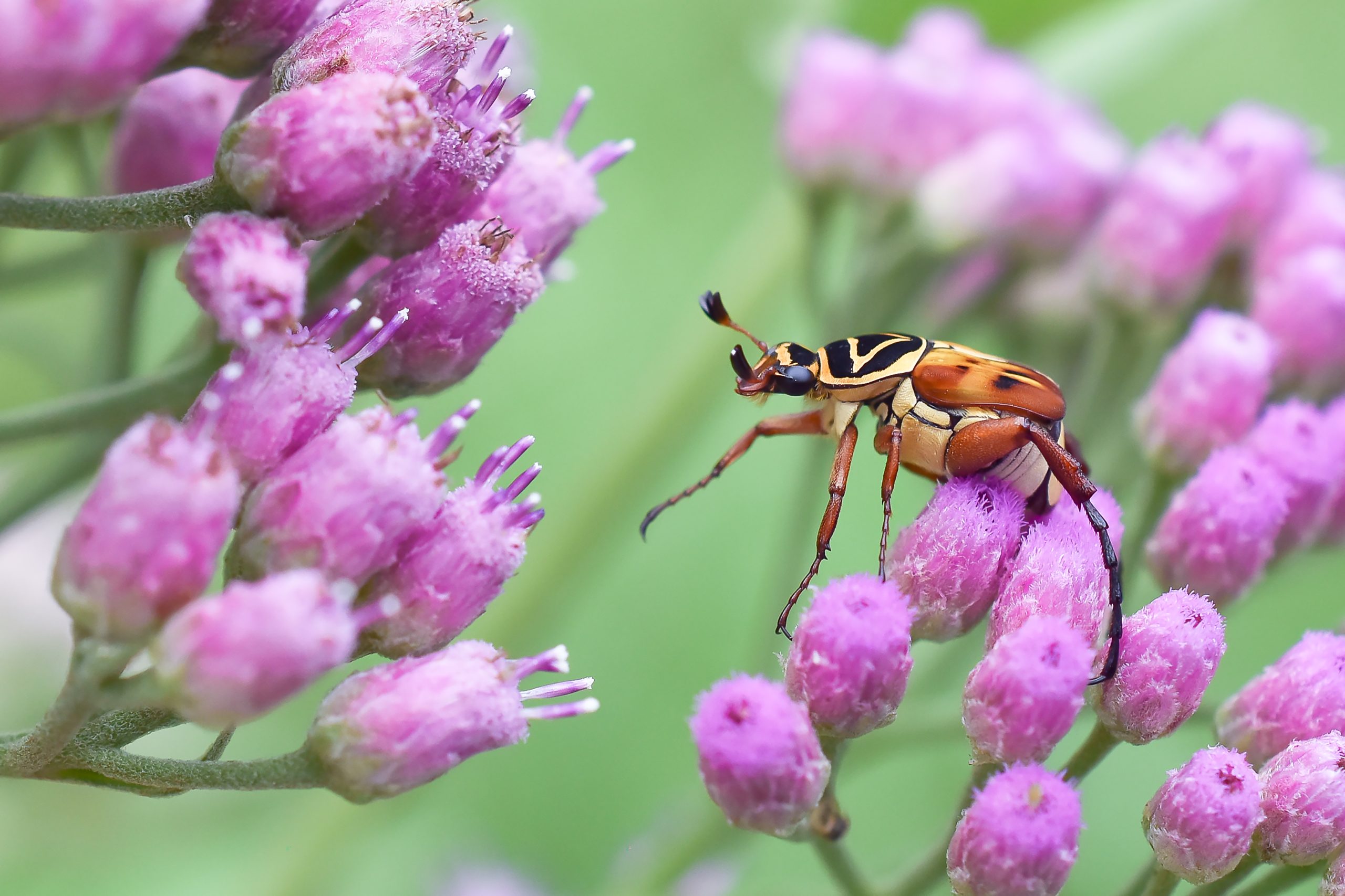 Delta Flower Scarab